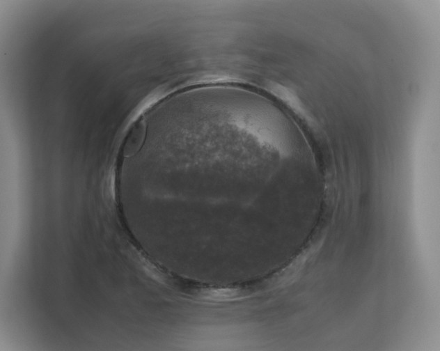 X0000111631173200907241044