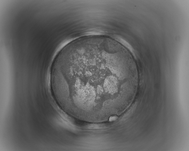 X0000111631179200907241044