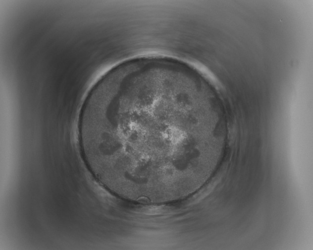 X0000111631279200907241043