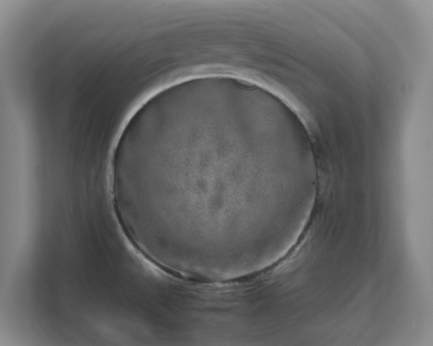 X0000111631527200907241040