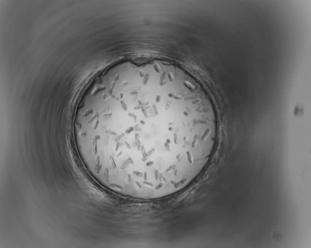 X0000111630049200907311237