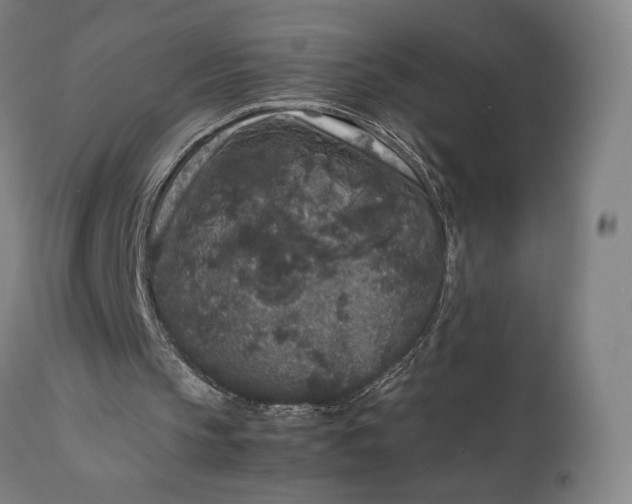 X0000111630145200907311235