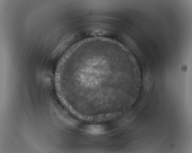 X0000111630169200907311236