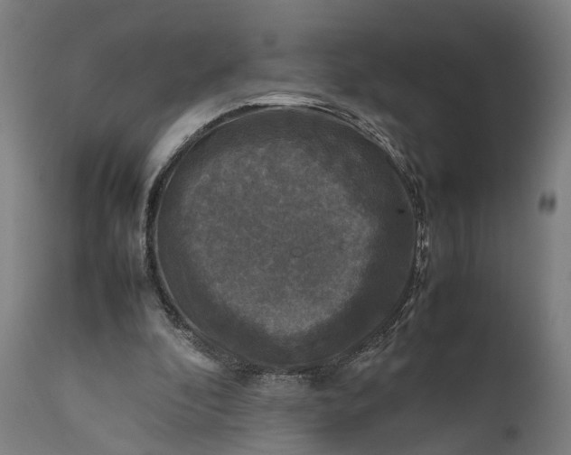 X0000111630296200907311234