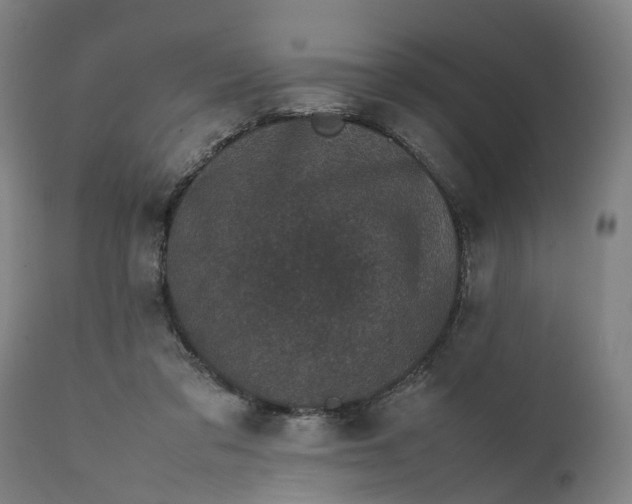 X0000111630309200907311234