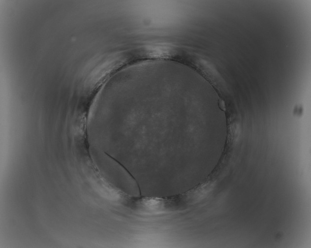 X0000111630325200907311233