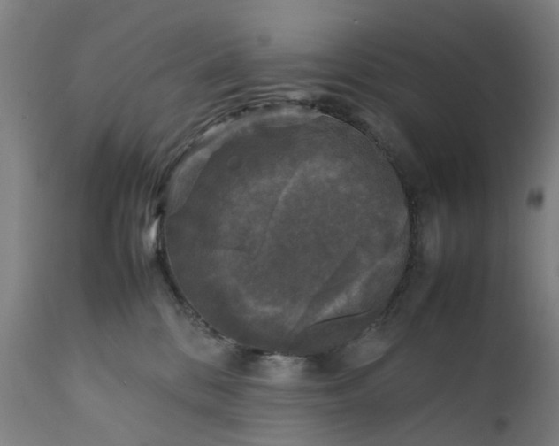 X0000111630328200907311233