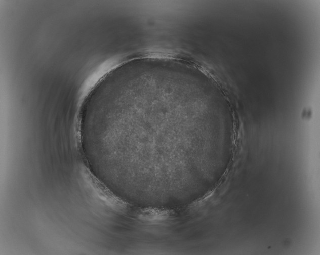 X0000111630343200907311232