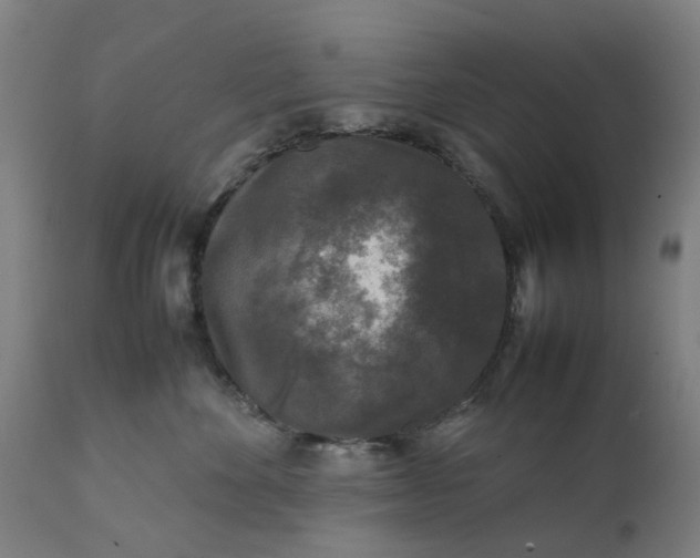 X0000111630524200907311230