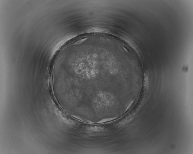 X0000111631117200907311220