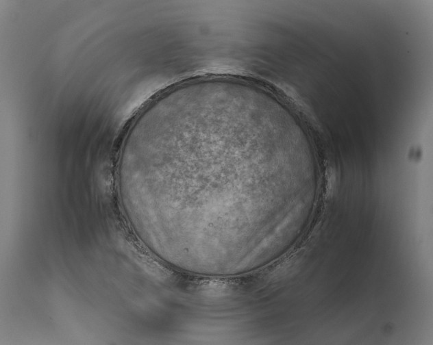 X0000111631266200907311218