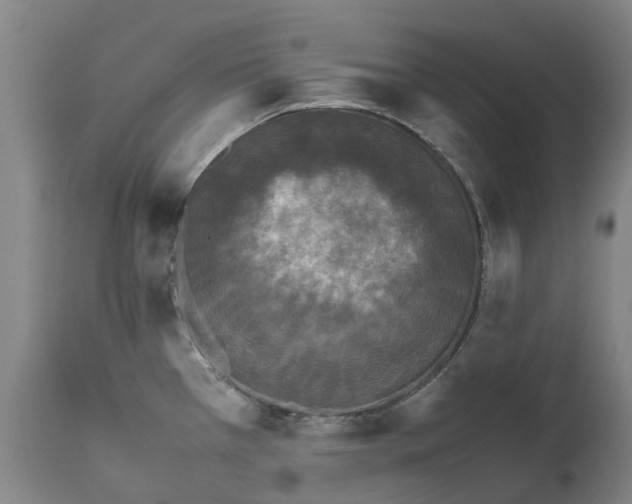 X0000111631385200907311216