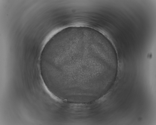 X0000111631429200907311216