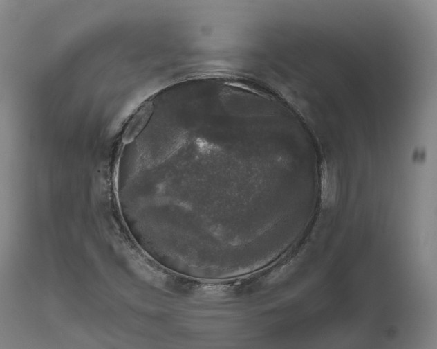 X0000111631453200907311215