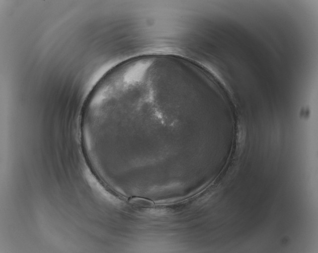 X0000111631468200907311215