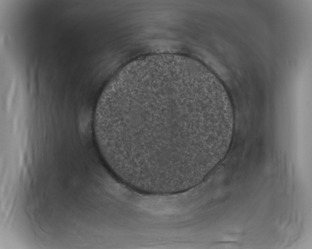 X0000111630009200908071421