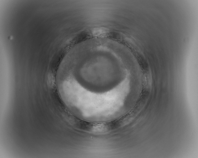 X0000111630705200908071411