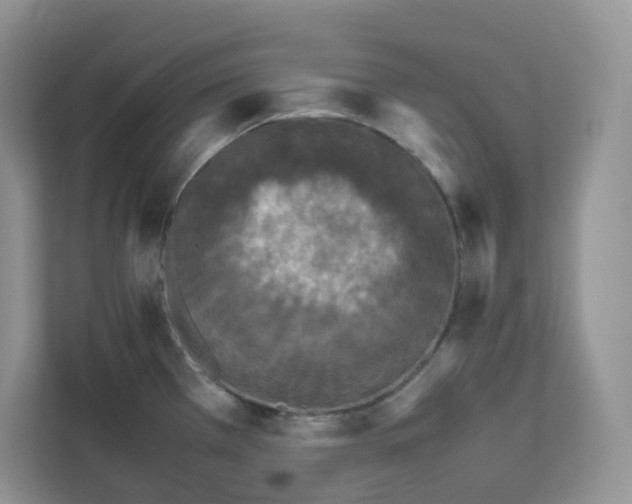 X0000111631385200908071402