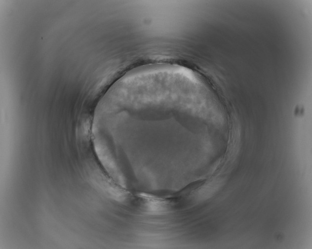 X0000111630336200908141349
