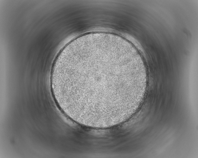 X0000111631237200908281127