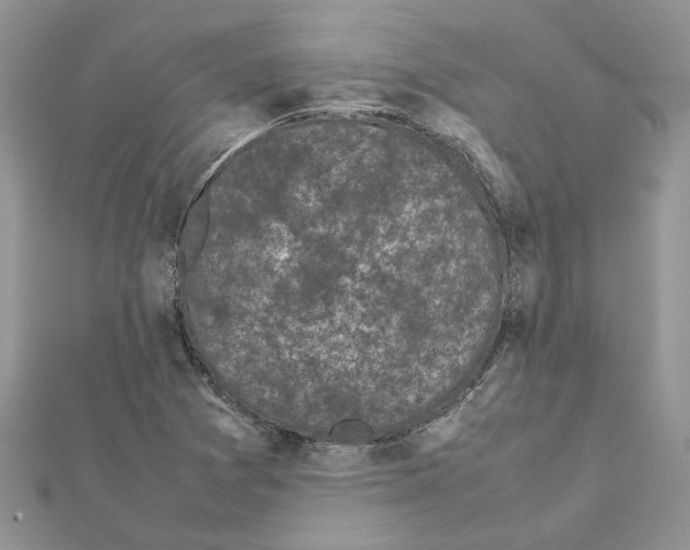 X0000111631361200908281125