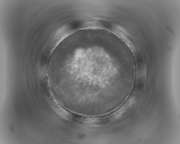 X0000111631385200908281125