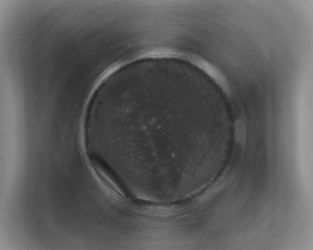 X0000111641229200907241104