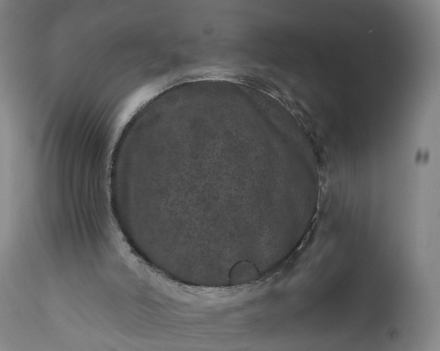 X0000111640006200907311304