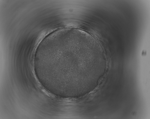 X0000111640241200907311259