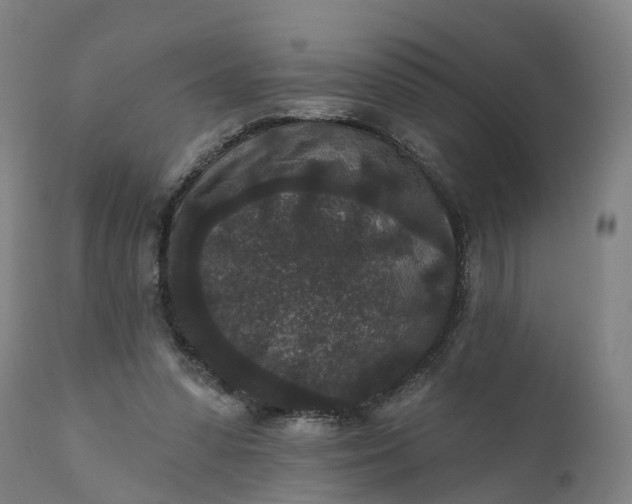 X0000111640303200907311259