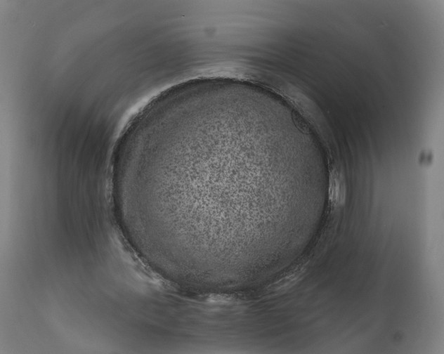 X0000111640388200907311257