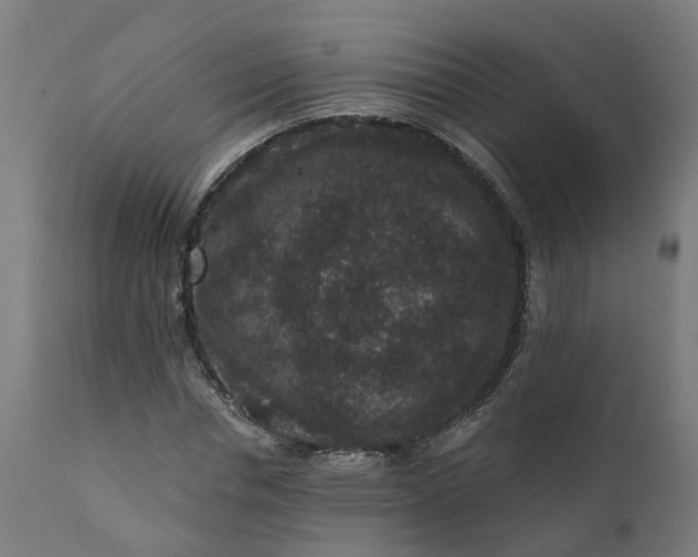 X0000111640826200907311250