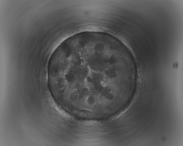 X0000111640837200907311250