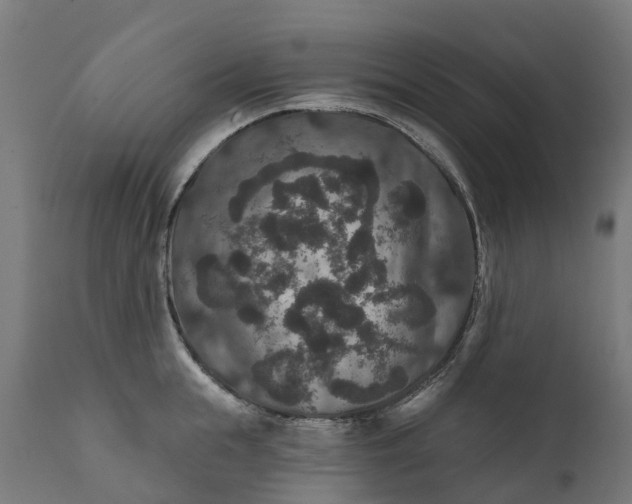 X0000111640855200907311250