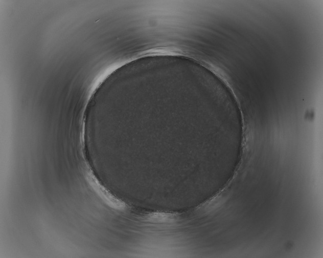 X0000111641179200907311245