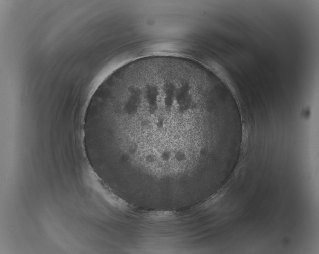 X0000111641435200907311241