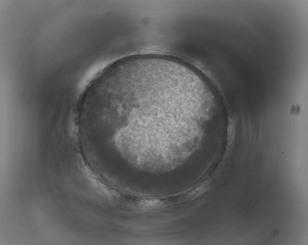 X0000111641454200907311240