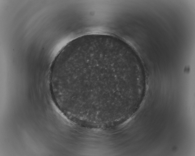 X0000111641463200907311239