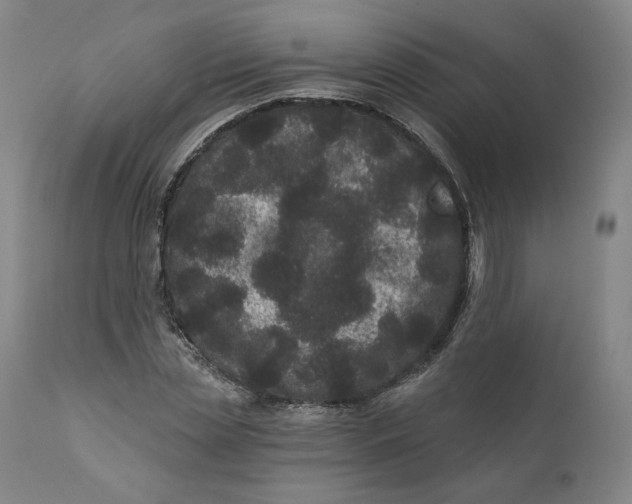 X0000111640829200908071340