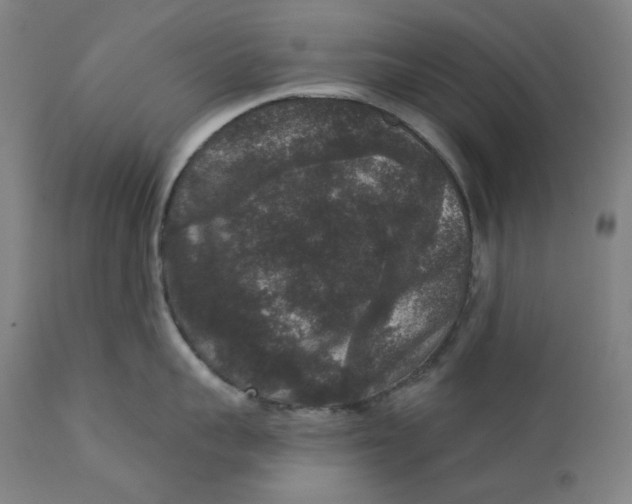 X0000111640959200908071339