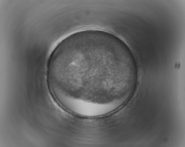 X0000111641508200908071329