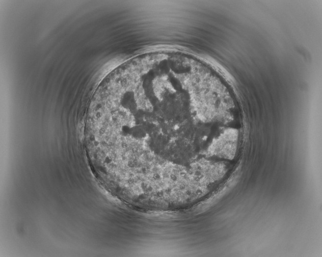 X0000111640953200908281154