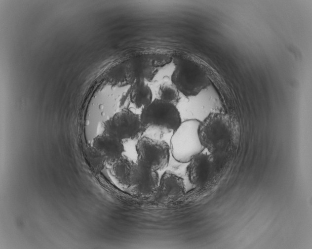 X0000111650729200907171058