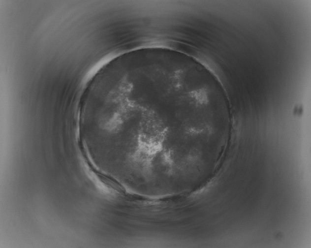 X0000111651127200907171538