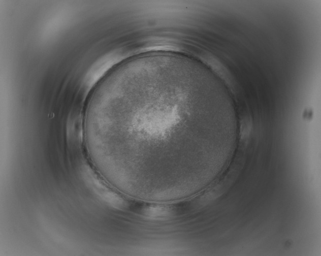 X0000111651274200907171536