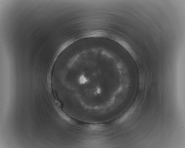 X0000111650850200907241130