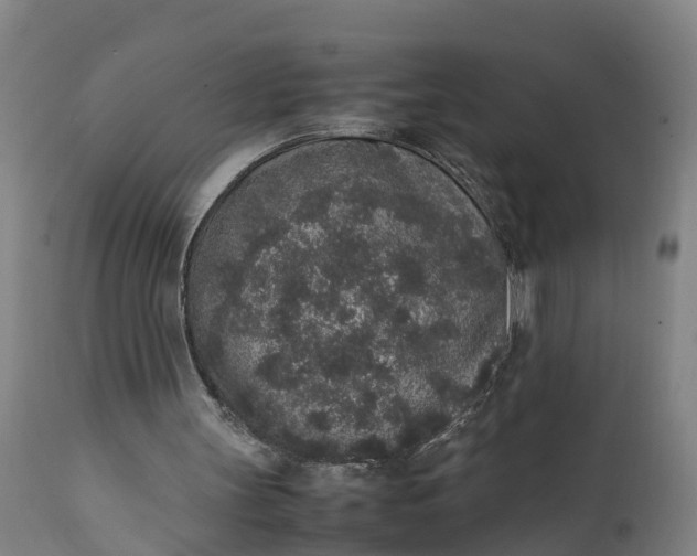 X0000111650147200907311325