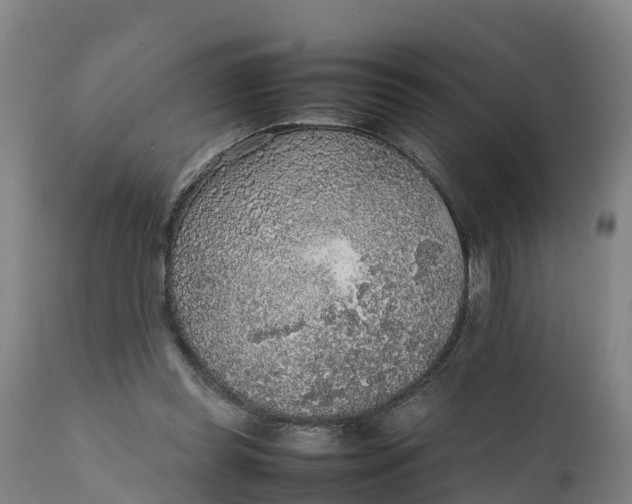 X0000111650349200907311322