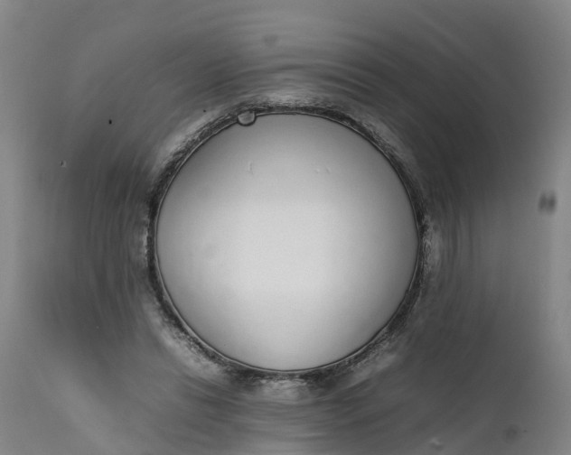 X0000111650446200907311320