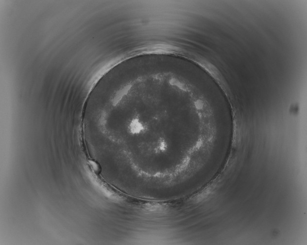 X0000111650850200907311315